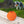Harley-Davidson Embossed Bar & Shield Logo Heavy-Duty Rubber Ball Toy, Orange HDX-90233
