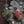 Harley-Davidson Set Of 2 Holiday Full Wrap Plaid Glass Ornament Ball, Green/Red HDX-99356